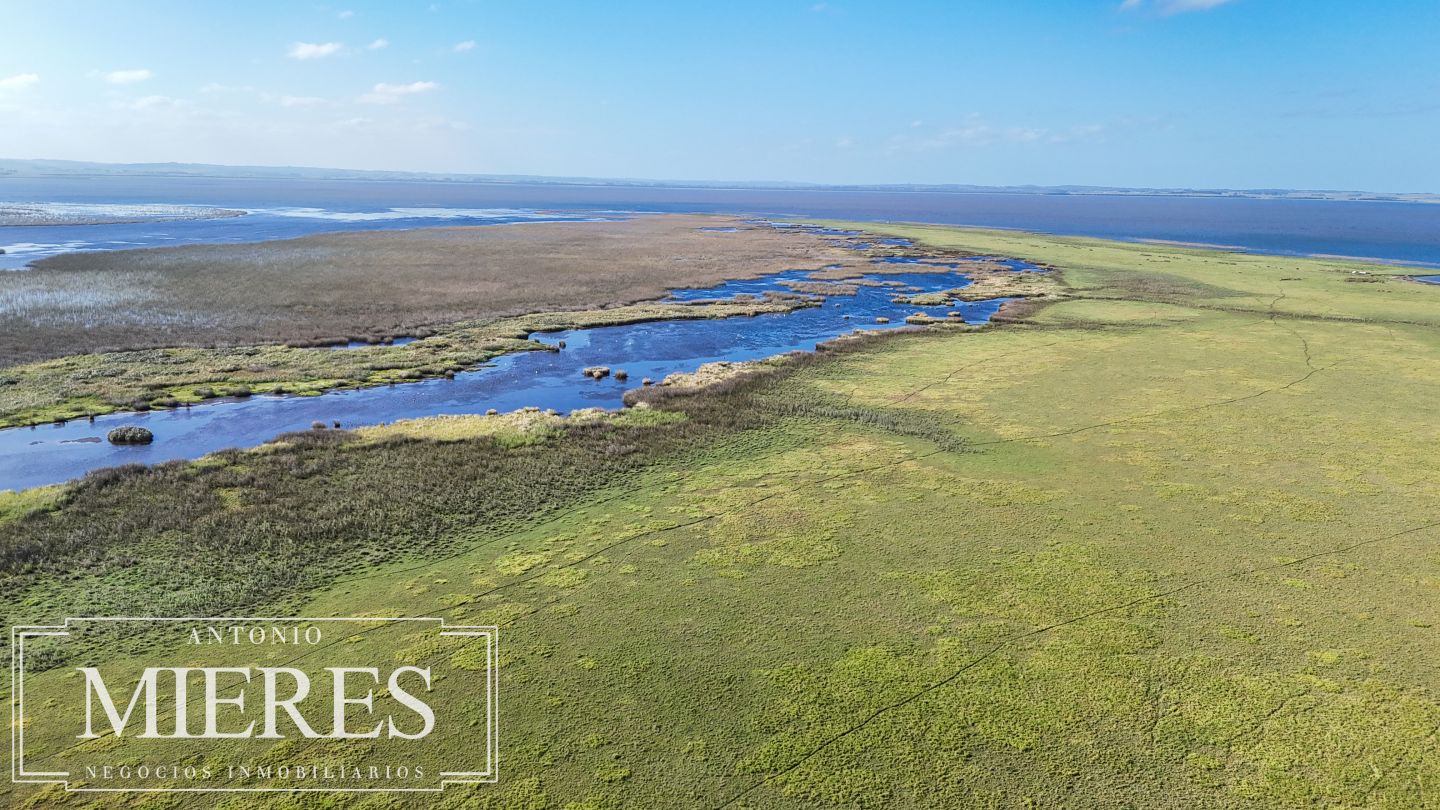 Campo en venta de 750 ha ganaderas en Rocha, Uruguay. - Inmobiliaria Antonio Mieres